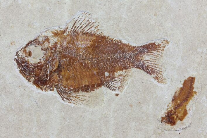 Cretaceous Fossil Fish (Ctenothrissa) - Lebanon #70265